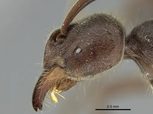 Corrieopone nouragues specimen CASENT0872029 image casent0872029_2