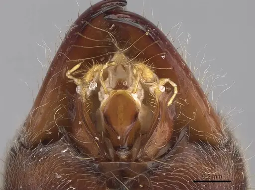 Corrieopone nouragues specimen CASENT0872029 image casent0872029_3