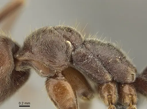 Corrieopone nouragues specimen CASENT0872029 image casent0872029_4