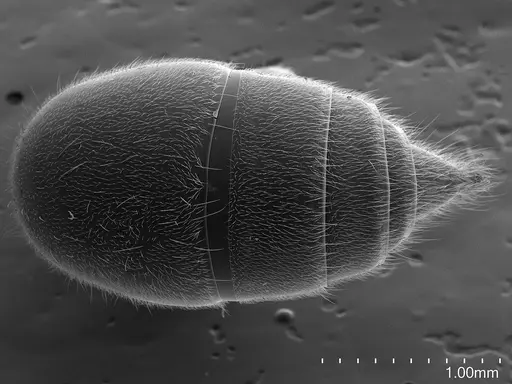 Corrieopone nouragues specimen CASENT0872031 image casent0872031_1