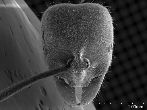 Corrieopone nouragues specimen CASENT0872031 image casent0872031_3