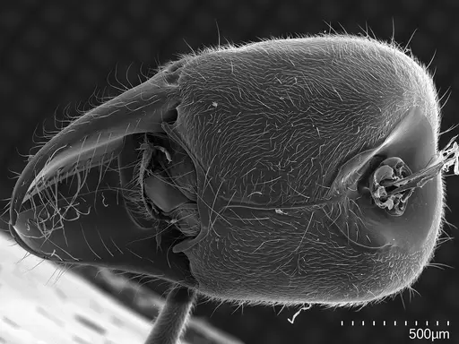 Corrieopone nouragues specimen CASENT0872031 image casent0872031_4