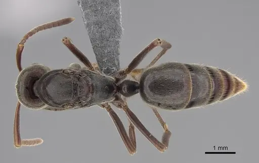 Corrieopone nouragues specimen CASENT0923157 image casent0923157_1