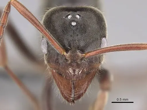 Corrieopone nouragues specimen CASENT0923157 image casent0923157_3