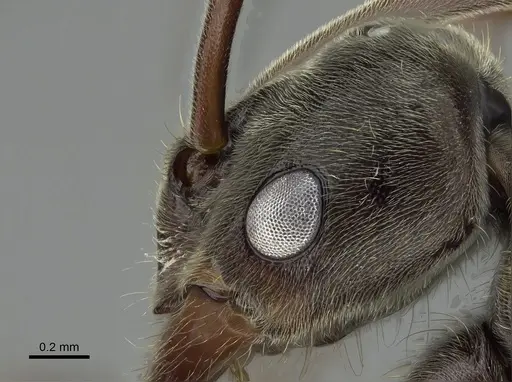 Corrieopone nouragues specimen CASENT0923157 image casent0923157_4