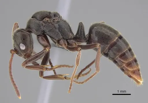 Corrieopone nouragues specimen CASENT0923157 image casent0923157_5