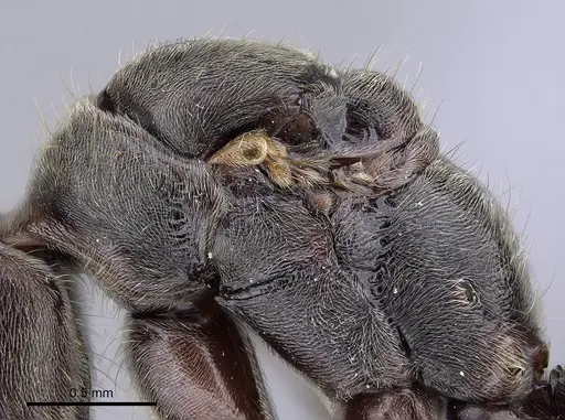Corrieopone nouragues specimen CASENT0923157 image casent0923157_6