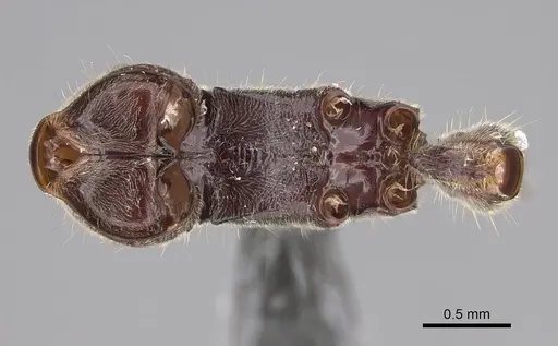 Corrieopone nouragues specimen CASENT0923158 image casent0923158_1