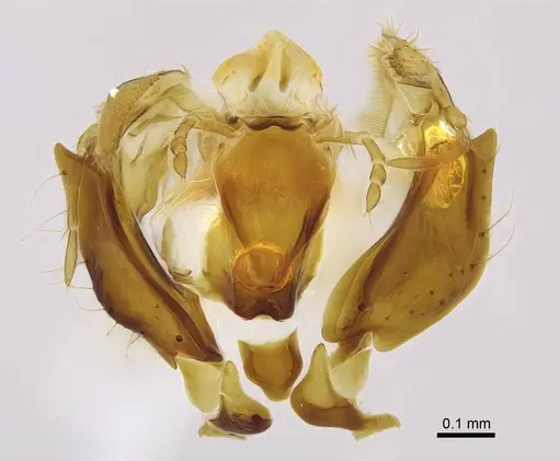 Corrieopone nouragues specimen CASENT0923158 image casent0923158_2