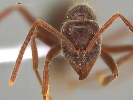 Corrieopone nouragues specimen ECOFOG-HC-0085-01 image ecofog-hc-0085-01_2
