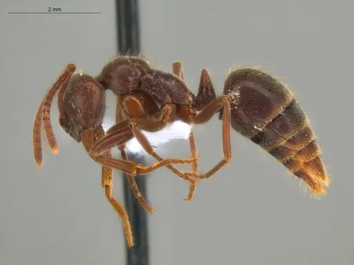 Corrieopone nouragues specimen ECOFOG-HC-0085-01 image ecofog-hc-0085-01_3