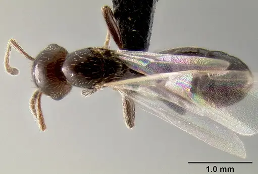 Crematogaster aberrans specimen CASENT0129432 image casent0129432_1