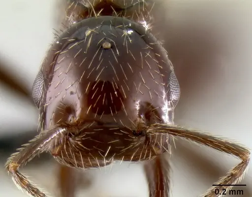Crematogaster aberrans specimen CASENT0129432 image casent0129432_2