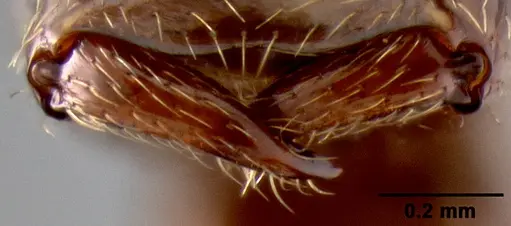 Crematogaster aberrans specimen CASENT0129432 image casent0129432_3