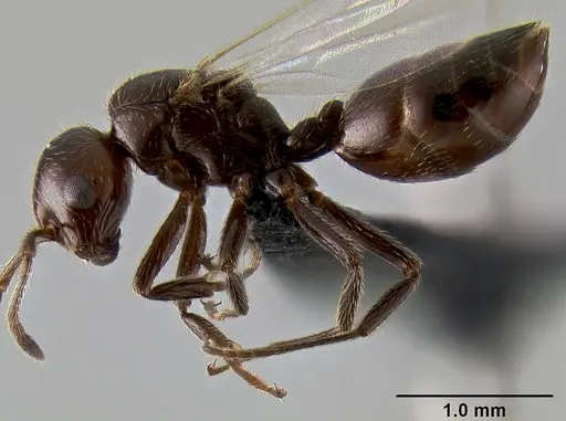 Crematogaster aberrans specimen CASENT0129432 image casent0129432_4