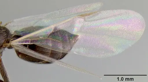 Crematogaster aberrans specimen CASENT0129432 image casent0129432_5