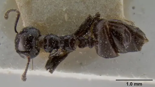 Crematogaster aberrans specimen CASENT0193626 image casent0193626_1