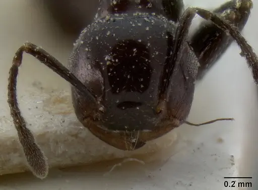 Crematogaster aberrans specimen CASENT0193626 image casent0193626_2