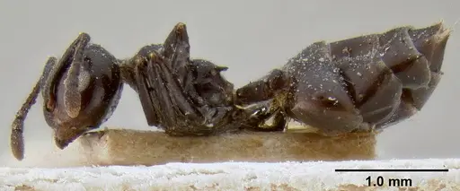 Crematogaster aberrans specimen CASENT0193626 image casent0193626_3