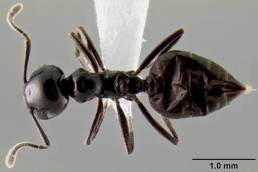 Crematogaster aberrans specimen CASENT0193779 image casent0193779_1
