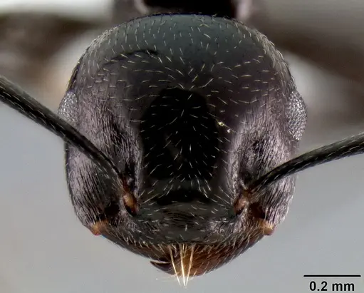 Crematogaster aberrans specimen CASENT0193779 image casent0193779_2