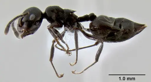 Crematogaster aberrans specimen CASENT0193779 image casent0193779_3