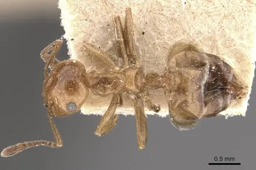 Crematogaster aberrans specimen CASENT0908641 image casent0908641_1