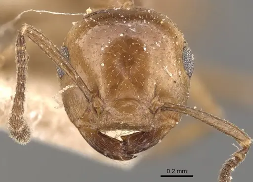 Crematogaster aberrans specimen CASENT0908641 image casent0908641_2