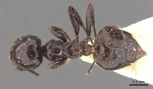 Crematogaster aberrans specimen CASENT0908642 image casent0908642_1