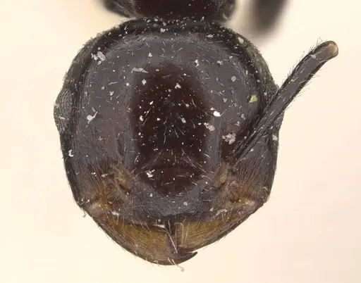 Crematogaster aberrans specimen CASENT0908642 image casent0908642_2