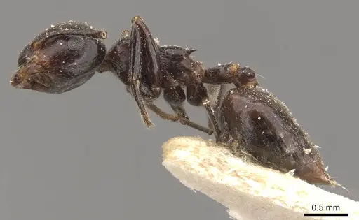 Crematogaster aberrans specimen CASENT0908642 image casent0908642_3