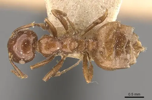 Crematogaster aberrans specimen CASENT0908643 image casent0908643_1