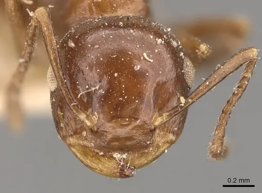 Crematogaster aberrans specimen CASENT0908643 image casent0908643_2