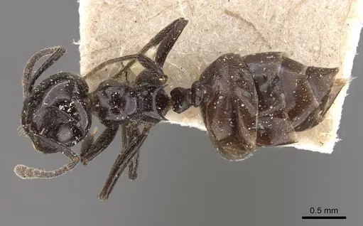 Crematogaster aberrans specimen CASENT0908647 image casent0908647_1
