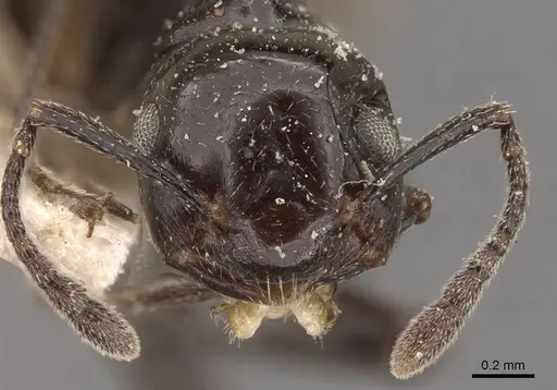 Crematogaster aberrans specimen CASENT0908647 image casent0908647_2