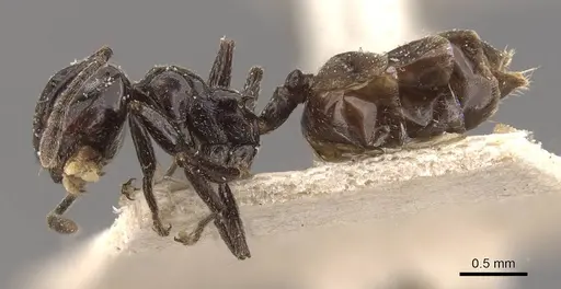 Crematogaster aberrans specimen CASENT0908647 image casent0908647_3