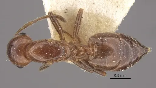 Crematogaster aberrans specimen CASENT0917808 image casent0917808_1