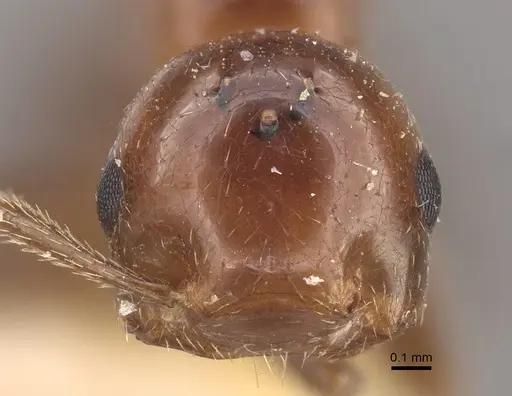 Crematogaster aberrans specimen CASENT0917808 image casent0917808_2