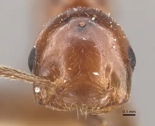 Crematogaster aberrans specimen CASENT0917808 image casent0917808_3