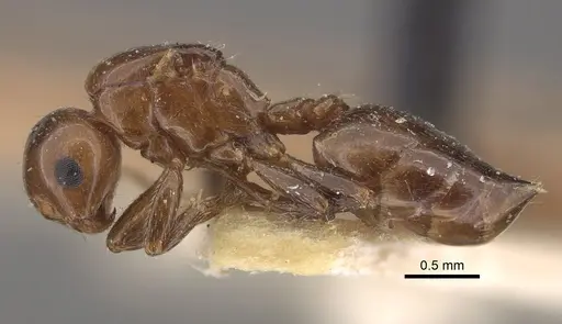 Crematogaster aberrans specimen CASENT0917808 image casent0917808_4