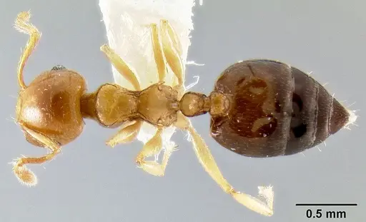 Crematogaster abrupta specimen CASENT0219566 image casent0219566_1