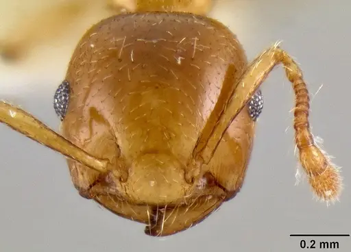 Crematogaster abrupta specimen CASENT0219566 image casent0219566_2