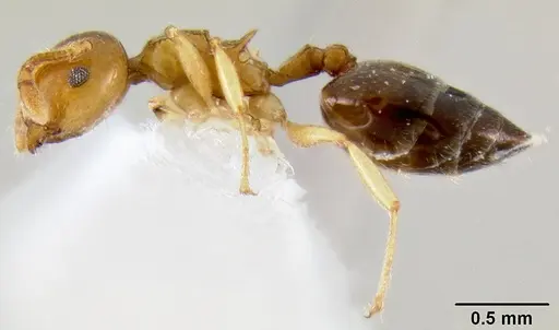 Crematogaster abrupta specimen CASENT0219566 image casent0219566_3