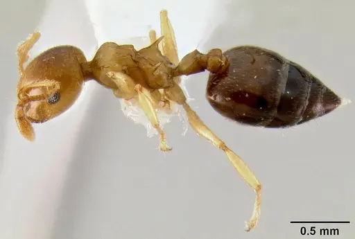 Crematogaster abrupta specimen CASENT0219566 image casent0219566_4