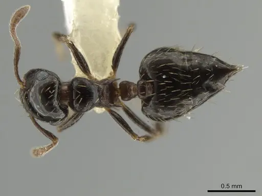 Crematogaster abstinens specimen CASENT0645975 image casent0645975_1