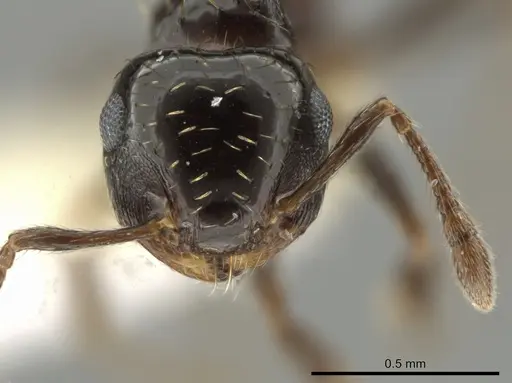 Crematogaster abstinens specimen CASENT0645975 image casent0645975_2