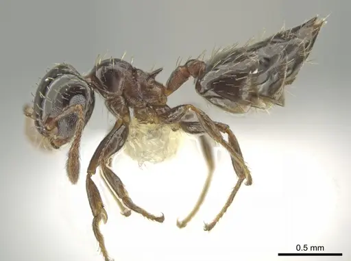 Crematogaster abstinens specimen CASENT0645975 image casent0645975_3