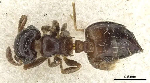 Crematogaster abstinens specimen CASENT0902160 image casent0902160_1