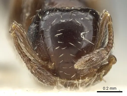 Crematogaster abstinens specimen CASENT0902160 image casent0902160_2