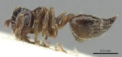 Crematogaster abstinens specimen CASENT0902160 image casent0902160_3